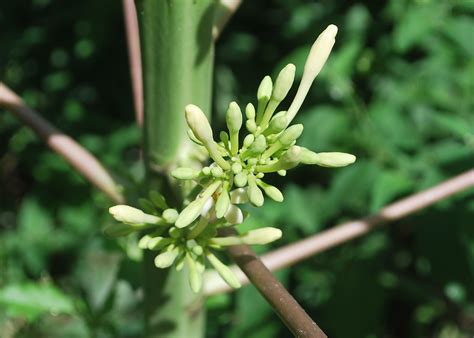 Edible Landscape Papaya Tree Suria Helang Lui