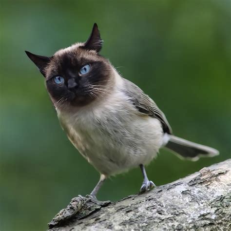 Unusual Cat And Bird Hybrids Bred In Photoshop