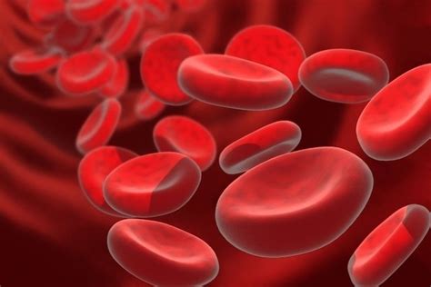 Anemia Hemol Tica Autoimune O Que Sintomas Causas E Tratamento
