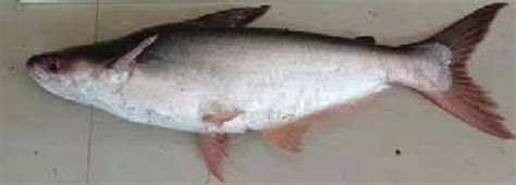 Production Of Pangasius Catfish — Vikaspedia