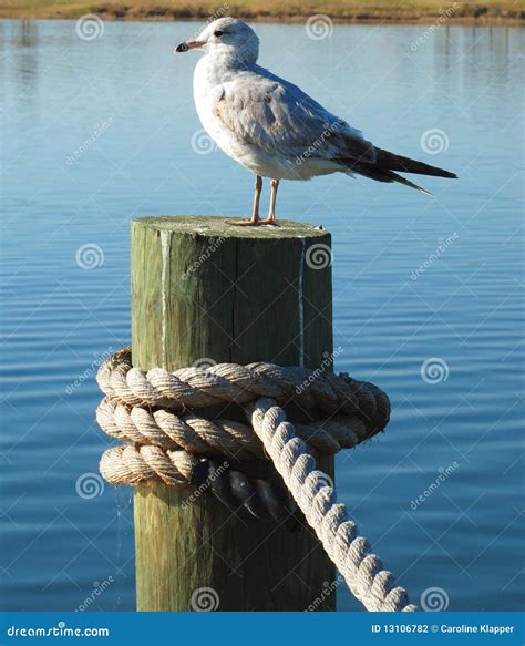 Seagull On A Dock Stock Photography Image 13106782
