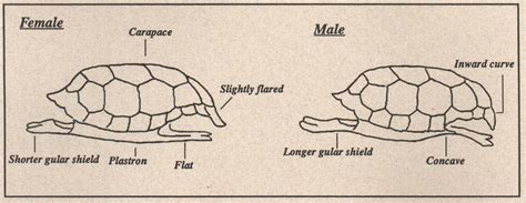Reproduction Russian Tortoise Resource 9006 The Best Porn Website