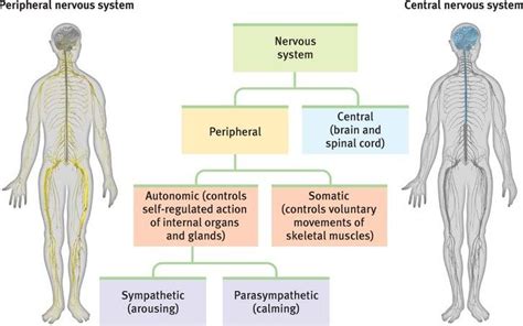 Central And Peripheral Nervous Sytems Nervous System Peripheral