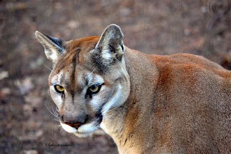 Amazing Wild Animals Cougar Puma Mountain Lion Wild Cat