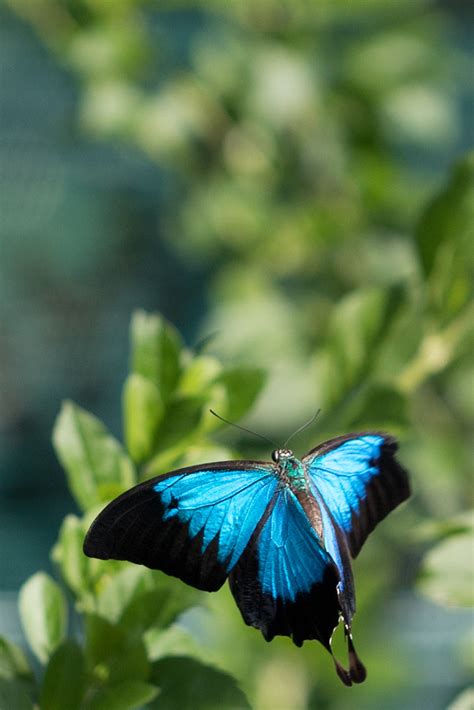 Ulysses Butterfly In Flight Bribie Island Butterfly House Flickr