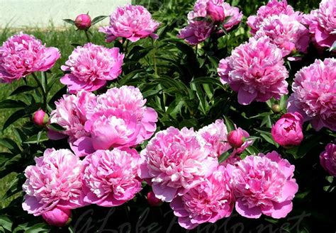 Húsos, répaszerű gyökere csak jó minőségű földben fejlődik igazán. peony, pünkösdi rózsa (hungarian) | Flowers, Peonies ...