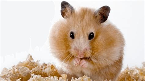 How To Take Care Of A Hamster A Complete Care Guide