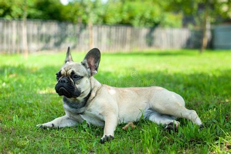 French Bulldog In The Garden Stock Image Image Of Cute Friend 156243647