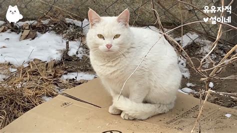 길고양이 가족의 겨울나기 돌봄관찰기 1 Youtube