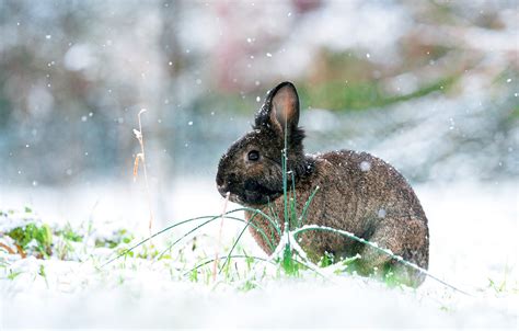 Wallpaper Winter Grass Look Snow Nature Glade Black Hare Rabbit