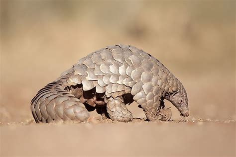 Pangolin Facts Animals Of The World