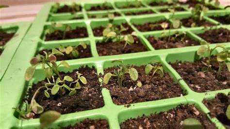 Alyssum Seedlings Healthy — Bbc Gardeners World Magazine