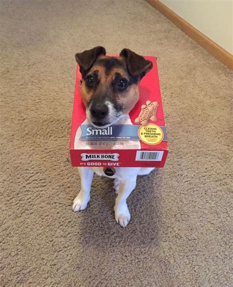 Best Halloween Costumes For Jack Russell Terriers Page The