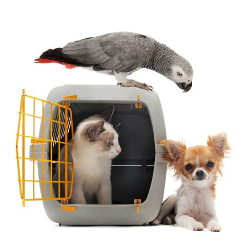 Shipping pets or other animals? Pet Shipping - Chudley Moving and Shipping
