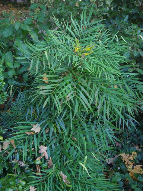 Mahonia Soft Caress The Beth Chatto Gardens