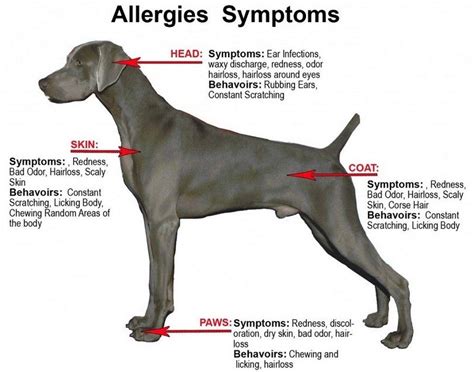 Dog Skin Problems Pathogenic Skin Diseases In Dogs