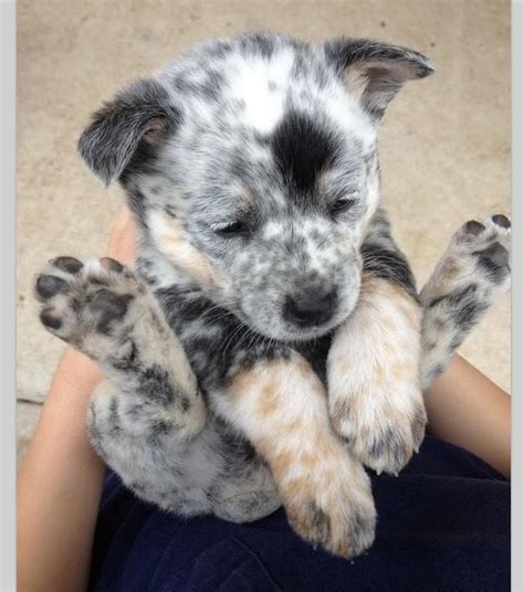 Blue Heeler Puppy So Cute Logan T Animal Love Pinterest