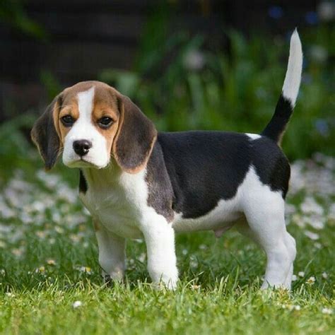 How To Toilet Train A Dog Beagle Puppy Begal Puppies