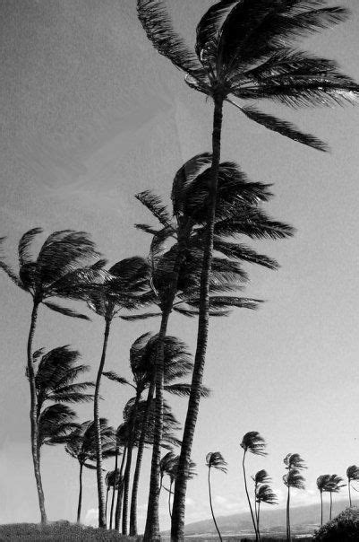 Palm Trees In The Wind Wild Is The Wind Palm Trees Urban Nature