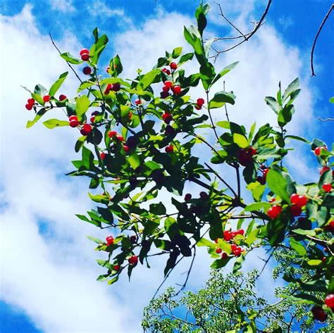 Berries Against The Sky Hunterscreekpark Wny Eriecounty Flickr
