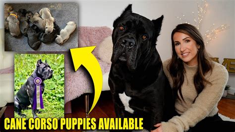 Cane Corso Puppies Available Dont Miss On A Bruce Wayne Youtube