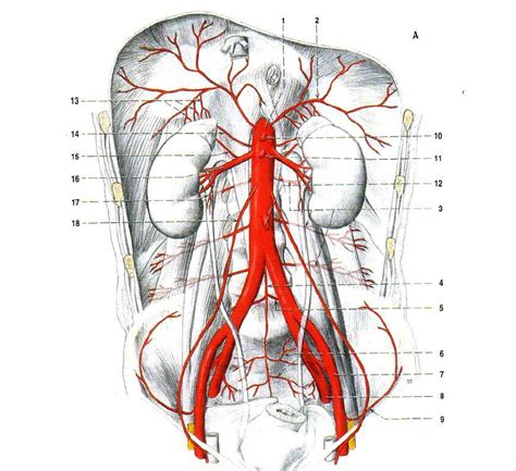 Aorta Abdominalis Diagram Quizlet
