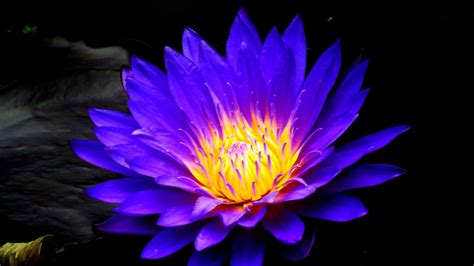 Desktop Wallpaper Blue Water Lily Bloom Flower 4k Hd Image Picture