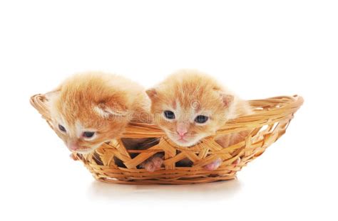 Two Kittens In A Basket With A Toy Heart Stock Photo Image Of Couple