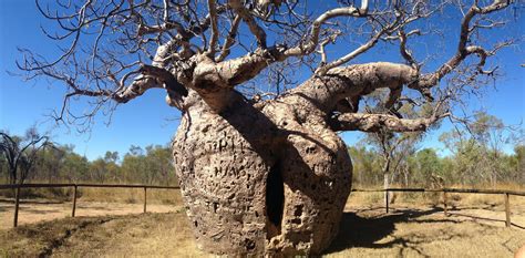 Iconic Boab Trees Trace Journeys Of Ancient Aboriginal People
