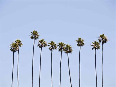 Palm Trees In California