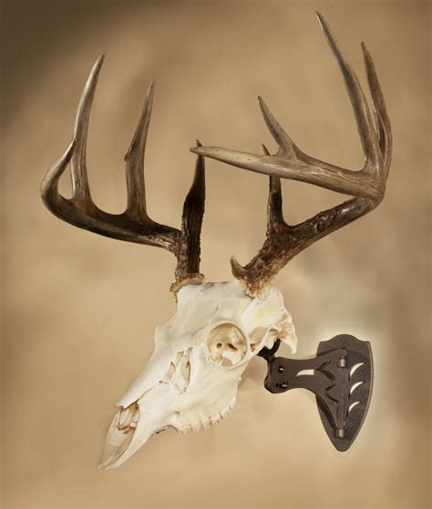 Used Skull Hooker European Skull Mount Bracket Robust Brown Whitetail