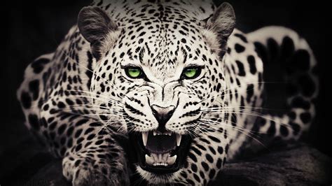 Leopard 4k Wallpapers Top Free Leopard 4k Backgrounds Wallpaperaccess