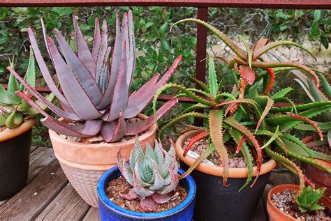 There are 4 cold hardy aloe vera for sale on etsy, and they cost $18.13 on average. Plants swap aloe babies' moms