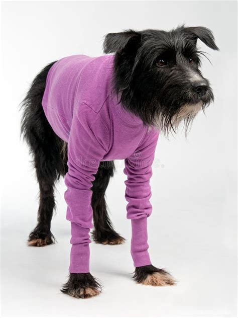 Funny Dog Wearing Sweater Stock Image Image Of Animal 24151705
