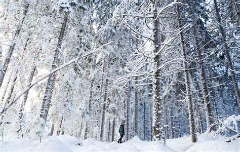 무료 이미지 숲 분기 눈 겨울 목재 서리 자작 나무 날씨 전나무 시즌 가문비 신발류 서식지 동결