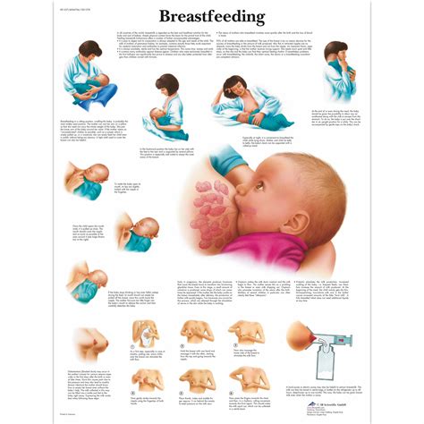 Positioning The Key To Successful Breastfeeding Chart