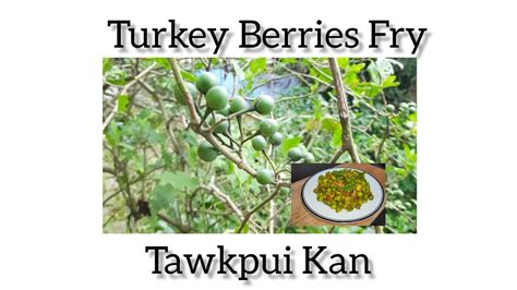 Tawkpui Kan Tawkpui Tui Taka Siamdan Turkey Berries Fry Turkey Berry