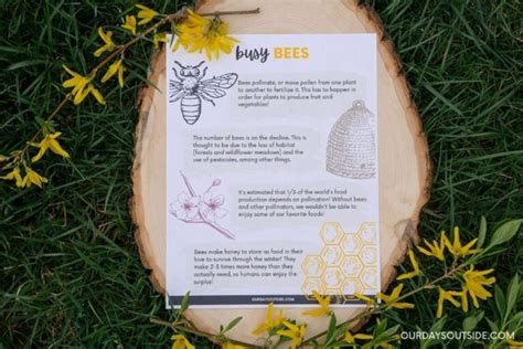 4 Easy Ways To Make A Pollinator Garden With Kids Our Days Outside