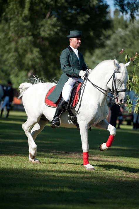 Classical Dressage Of Lipizzan Stallion Editorial Stock Photo Image