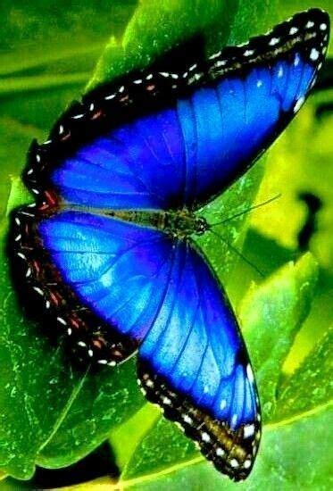 Two Blue Butterflies Sitting On Top Of Green Leaves