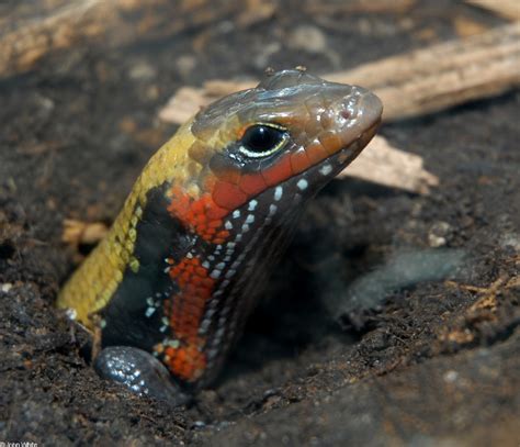 The Fire Skink Of Western Africa Featured Creature