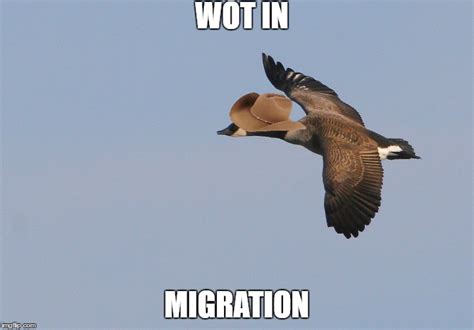 Wot In Migration Imgflip