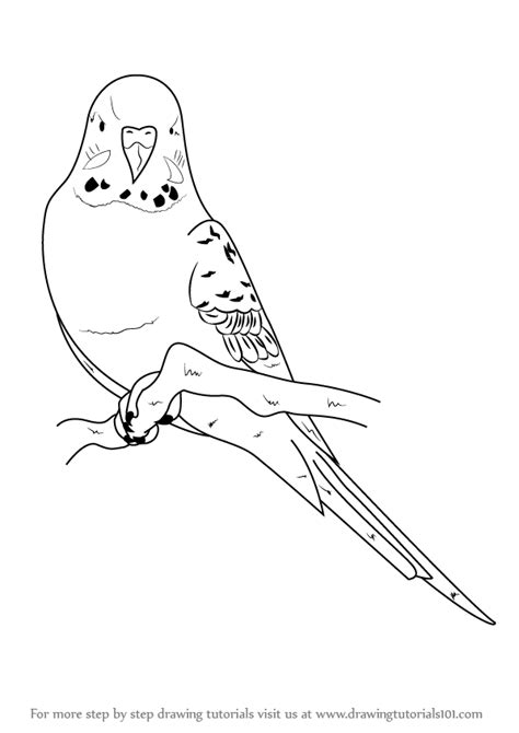 Https://wstravely.com/coloring Page/australian Birds Coloring Pages