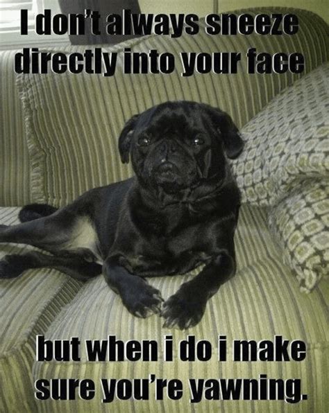 48 Best Pug Jokes And Puns From Around The Internet