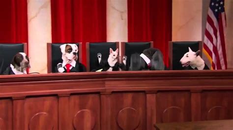 Supreme Court Dogs Heien V North Carolina Hilarious Discussion