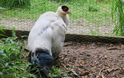 White Eared Pheasant Crossoptilon Crossoptilon Zoochat