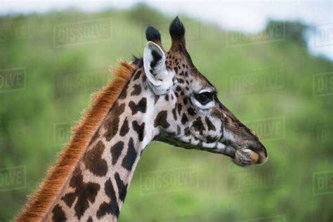 Close Up Head Shot Of Maasai Giraffe In Arusha National Park Tanzania