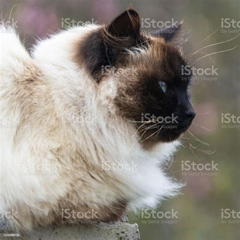 Beautiful Himalayan Persian Cat In Colored Siameses Stock Photo
