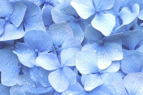 🔥 39 Blue Hydrangea Wallpaper Wallpapersafari