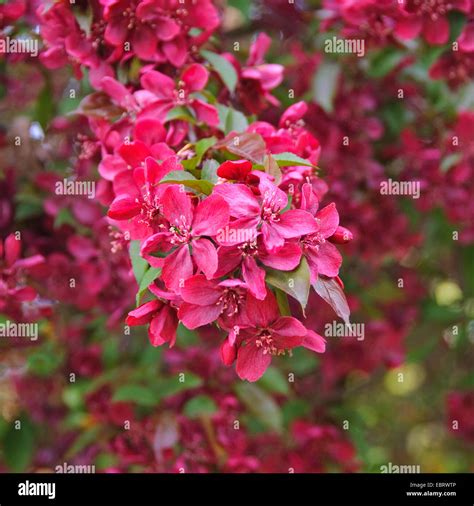 Flowering Crabapple Trees Hi Res Stock Photography And Images Alamy